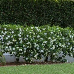 August Beauty Gardenia Shrub -Geen Shop August Beauty Gardenia 1 BB