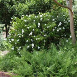 August Beauty Gardenia Shrub -Geen Shop August Beauty Gardenia 4 FGT