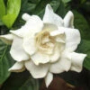 August Beauty Gardenia Shrub 1 August Beauty Gardenia Shrub -Geen Shop August Beauty Gardenia BB 600