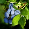 Aurora Blueberry Bush -Geen Shop Aurora Blueberry BB 600x600 45243bd5 1e1b 42e2 8688 b0e3b6521303