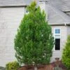 Austrian Pine Tree 2 Austrian Pine Tree -Geen Shop Austian Pine Tree BB 600x600 f50b01b1 6574 404c b9b1 a95912148211