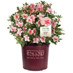 Autumn Belle® Encore® Azalea Shrub 10 Autumn Belle® Encore® Azalea Shrub -Geen Shop Autumn Belle Encore Azalea 1