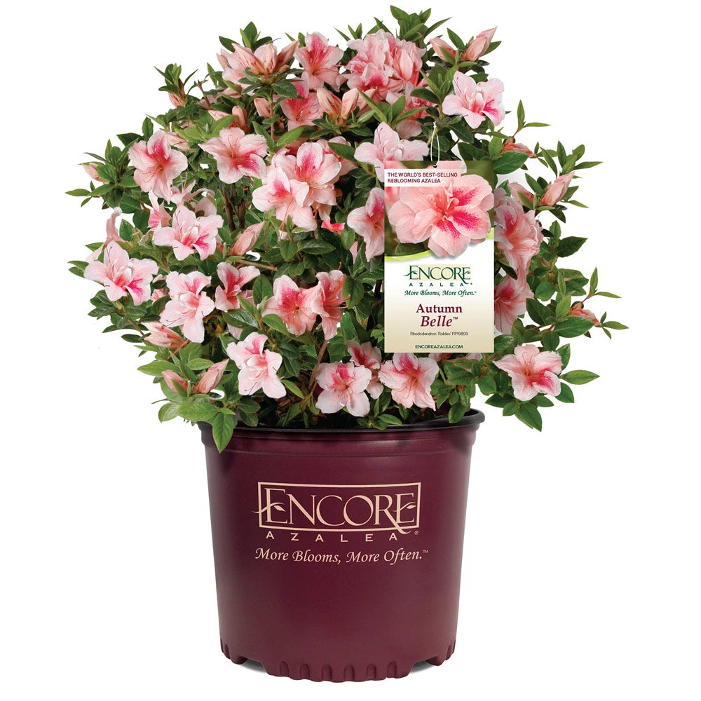 Autumn Belle® Encore® Azalea Shrub 6 Autumn Belle® Encore® Azalea Shrub - Image 4