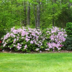Autumn Belle® Encore® Azalea Shrub 9 Autumn Belle® Encore® Azalea Shrub -Geen Shop Autumn Belle Encore Azalea BB 5