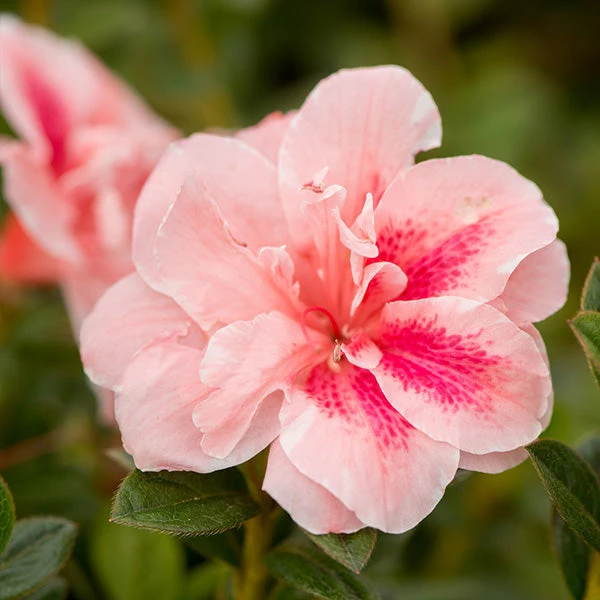 Autumn Belle® Encore® Azalea Shrub 3 Autumn Belle® Encore® Azalea Shrub