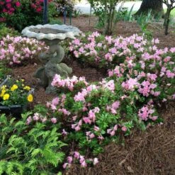 Autumn Debutante® Encore® Azalea Shrub 11 Autumn Debutante® Encore® Azalea Shrub -Geen Shop Autumn Debutante Encore 1