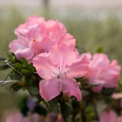 Autumn Debutante® Encore® Azalea Shrub 10 Autumn Debutante® Encore® Azalea Shrub -Geen Shop Autumn Debutante Encore 2