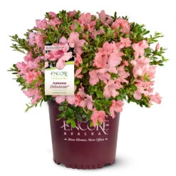 Autumn Debutante® Encore® Azalea Shrub 12 Autumn Debutante® Encore® Azalea Shrub -Geen Shop Autumn Debutante Encore 4