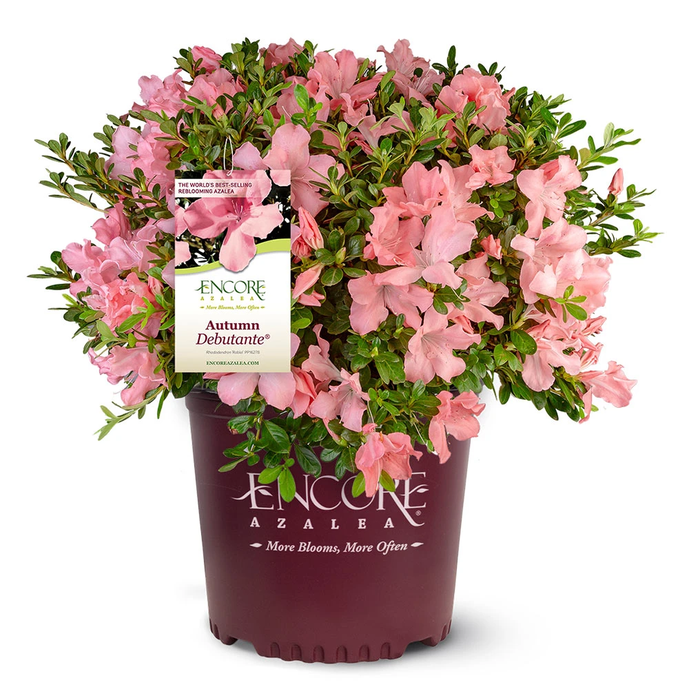 Autumn Debutante® Encore® Azalea Shrub 7 Autumn Debutante® Encore® Azalea Shrub - Image 5