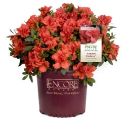 Autumn Embers® Encore® Azalea Shrub -Geen Shop Autumn Embers Azalea 1 65c338a0 d13b 4a8e 90d9 5bf240231aa4