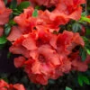 Autumn Embers® Encore® Azalea Shrub 1 Autumn Embers® Encore® Azalea Shrub -Geen Shop Autumn Embers Azalea 5 2dbb9c6f 691f 4ac3 80ce 9314969fe5b4