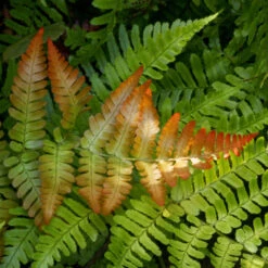 Brilliance Autumn Fern -Geen Shop Autumn Fern 2