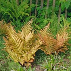 Brilliance Autumn Fern -Geen Shop Autumn Fern 3