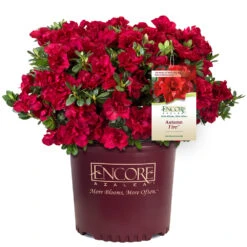 Autumn Fire® Encore® Azalea Shrub 9 Autumn Fire® Encore® Azalea Shrub -Geen Shop Autumn Fire Encore Azalea 1