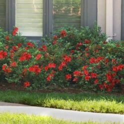 Autumn Fire® Encore® Azalea Shrub 10 Autumn Fire® Encore® Azalea Shrub -Geen Shop Autumn Fire Encore Azalea BB 7