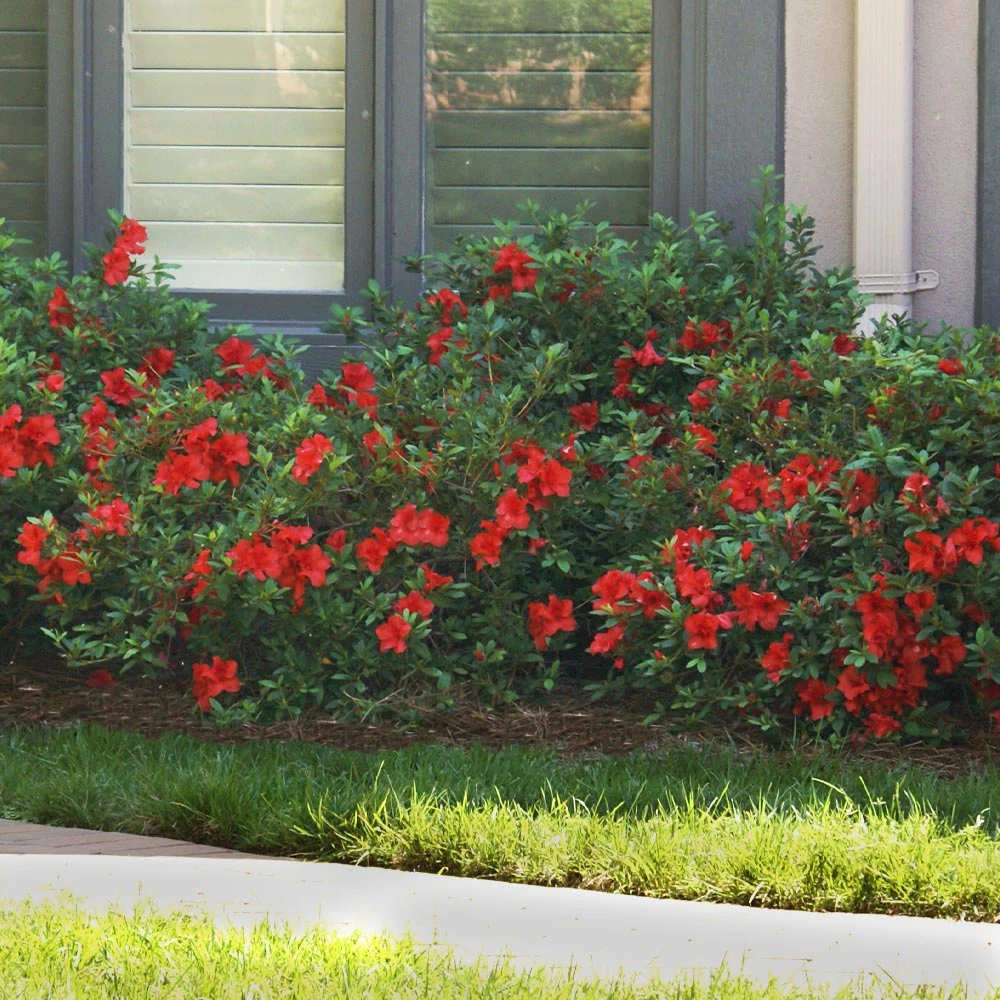 Autumn Fire® Encore® Azalea Shrub 6 Autumn Fire® Encore® Azalea Shrub - Image 4
