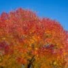 Autumn Purple Ash Tree -Geen Shop Autumn Purple ash BB 600x00 a97f418c e702 4ed4 8b56 4d74b0914e1e