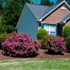 Autumn Royalty® Encore® Azalea Shrub -Geen Shop Autumn Royalty Encore Azalea 5