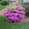 Autumn Royalty® Encore® Azalea Shrub 1 Autumn Royalty® Encore® Azalea Shrub -Geen Shop Autumn Royalty Encore Azalea BB 600x600 d7c6bedb 505a 43d0 889c 1821530096d4