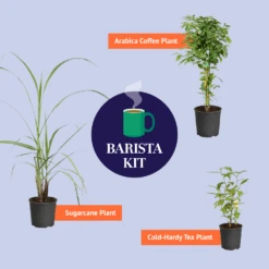 Cold Hardy Tea Plant -Geen Shop BB Barista Kit Graphic