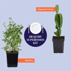 Dragon Fruit Cactus -Geen Shop BB Healthy Superfoods Kit Graphic