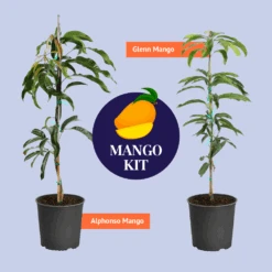 Alphonso Mango Tree -Geen Shop BB Mango Kit Graphic bb13d415 3128 437e 9c6b 79030579d293