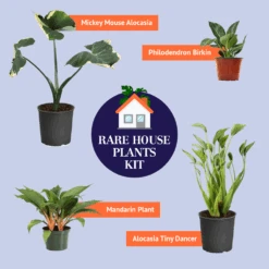 Rare House Plant Kit 11 Rare House Plant Kit -Geen Shop BB RareHousePlantKitGraphic