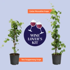 Tara Scuppernong Grape Vine 9 Tara Scuppernong Grape Vine -Geen Shop BB Wine Lovers Kit Graphic af89dc3e 56e4 494f 8d72 043675baef37