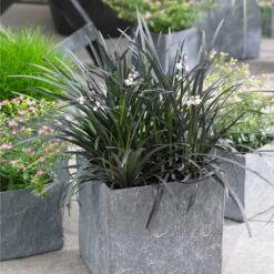 Black Mondo Grass -Geen Shop BLack Mondo Grass 1 BB