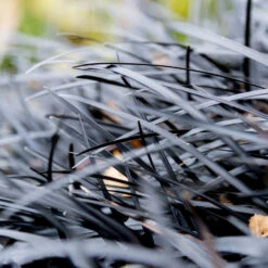 Black Mondo Grass -Geen Shop BLack Mondo Grass 2 BB