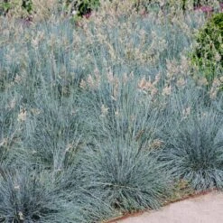 Blue Festuca Grass (Blue Fescue) 11 Blue Festuca Grass (Blue Fescue) -Geen Shop BLue Fescue Grass 1 FGT