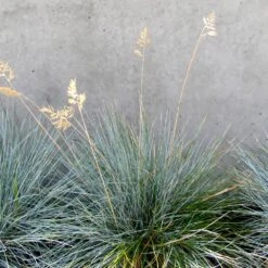 Blue Festuca Grass (Blue Fescue) 9 Blue Festuca Grass (Blue Fescue) -Geen Shop BLue Fescue Grass 4 BB