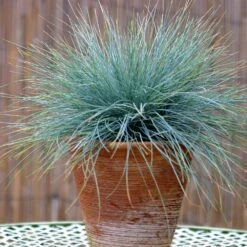 Blue Festuca Grass (Blue Fescue) 10 Blue Festuca Grass (Blue Fescue) -Geen Shop BLue Fescue Grass 5