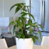 Weeping Blue Ginger Plant -Geen Shop BLue Ginger BB 600x600 9c33bf85 9685 4383 8042 dd519df64301