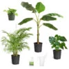 Boho House Plant Kit 1 Boho House Plant Kit -Geen Shop BOho 600x600 0c426870 2e49 48ad b35e a3bb627a9482