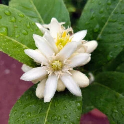 Buddha's Hand Citron Tree -Geen Shop BUddhas Hand Citrus 4
