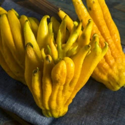 Buddha's Hand Citron Tree -Geen Shop BUddhas Hand Citrus 7 BB