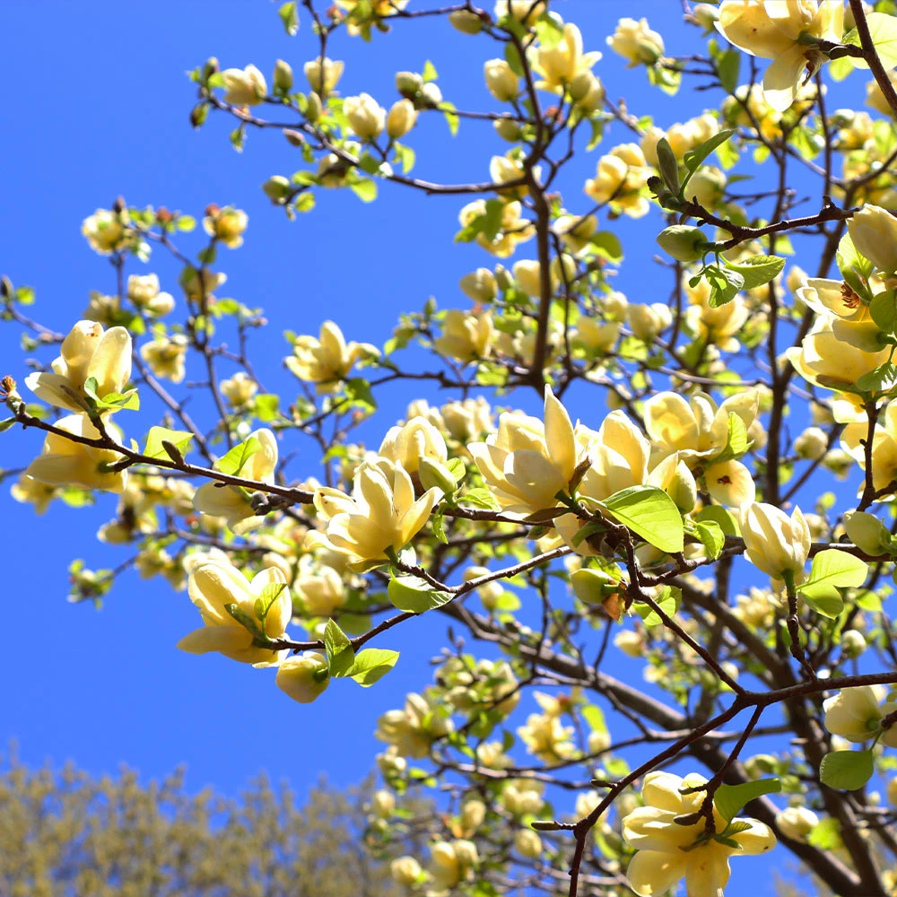 Butterfly Magnolia Tree 6 Butterfly Magnolia Tree - Image 4