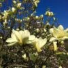 Butterfly Magnolia Tree 2 Butterfly Magnolia Tree -Geen Shop BUtterflies Magnolia BB 600x600 c2b0d6b1 720b 4b80 bd3a 08f1693abb01
