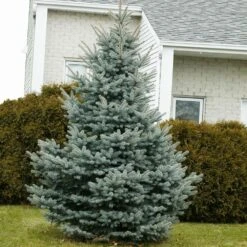 Baby Blue Spruce Tree -Geen Shop Baby Blue 1