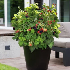 Bushel And Berry® Baby Cakes Blackberry® Bush 11 Bushel And Berry® Baby Cakes Blackberry® Bush -Geen Shop Baby Cakes Blackberry 3