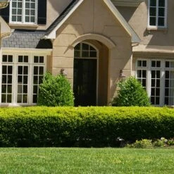 Baby Gem™ Boxwood Shrub -Geen Shop Baby Gem 4