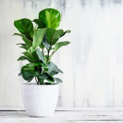 New Apartment House Plant Kit 12 New Apartment House Plant Kit -Geen Shop Bambino FIddleLeafFIg 3 BB d91e7f2d fb00 4ad2 b3b8 582940e8523d