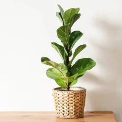 Bambino Fiddle Leaf Fig 9 Bambino Fiddle Leaf Fig -Geen Shop Bambino FIddleLeafFIg 4