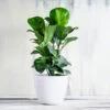 Bambino Fiddle Leaf Fig -Geen Shop Bambino FIddleLeafFIg BB 600x600 5bcae5fe 8397 4d12 8c99 c1a5d23720c3