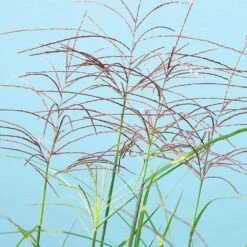 Miscanthus Bandwidth (Chinese Silver Grass) 8 Miscanthus Bandwidth (Chinese Silver Grass) -Geen Shop Bandwidth Maiden Grass 2