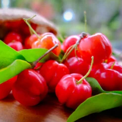 Barbados (Acerola) Cherry -Geen Shop Barbadoes Cherry 3 BB