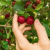Barbados (Acerola) Cherry -Geen Shop Barbadoes Cherry BB 600x600 1097e465 88e8 49fc a6c1 aca16d939248