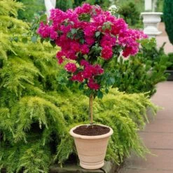 Barbara Karst Bougainvillea -Geen Shop Barbera Karst Bougainvillea 1 BB