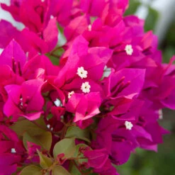 Pink Bougainvillea Tree -Geen Shop Barbera Karst Bougainvillea 4